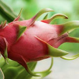 Magenta Flesh Purple Haze Dragon Fruit